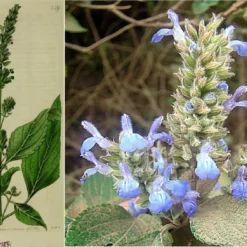 Kit De Culture - Chia - 500 Graines - Salvia Hispanica 9 Kit De Culture - Chia - 500 Graines - Salvia Hispanica -Seve Nature Soldes Boutique 640641c579de98.62891474