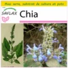 Kit De Culture - Chia - 500 Graines - Salvia Hispanica 2 Kit De Culture - Chia - 500 Graines - Salvia Hispanica -Seve Nature Soldes Boutique 640641c58004a2.52147519
