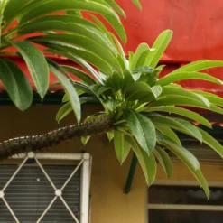 Kit De Culture - Palmier De Madagascar - 10 Graines - Pachypodium Lamerei 13 Kit De Culture - Palmier De Madagascar - 10 Graines - Pachypodium Lamerei -Seve Nature Soldes Boutique 640641c6f361f3.13222888