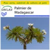 Kit De Culture - Palmier De Madagascar - 10 Graines - Pachypodium Lamerei 2 Kit De Culture - Palmier De Madagascar - 10 Graines - Pachypodium Lamerei -Seve Nature Soldes Boutique 640641c709f2f9.19807943