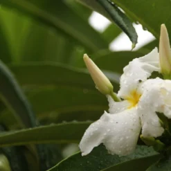 Kit De Culture - Palmier De Madagascar - 10 Graines - Pachypodium Lamerei 12 Kit De Culture - Palmier De Madagascar - 10 Graines - Pachypodium Lamerei -Seve Nature Soldes Boutique 640641c70eb6a5.87388885