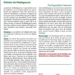 Kit De Culture - Palmier De Madagascar - 10 Graines - Pachypodium Lamerei 11 Kit De Culture - Palmier De Madagascar - 10 Graines - Pachypodium Lamerei -Seve Nature Soldes Boutique 640641c714a995.97409461