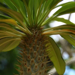 Kit De Culture - Palmier De Madagascar - 10 Graines - Pachypodium Lamerei 15 Kit De Culture - Palmier De Madagascar - 10 Graines - Pachypodium Lamerei -Seve Nature Soldes Boutique 640641c7226726.92813528