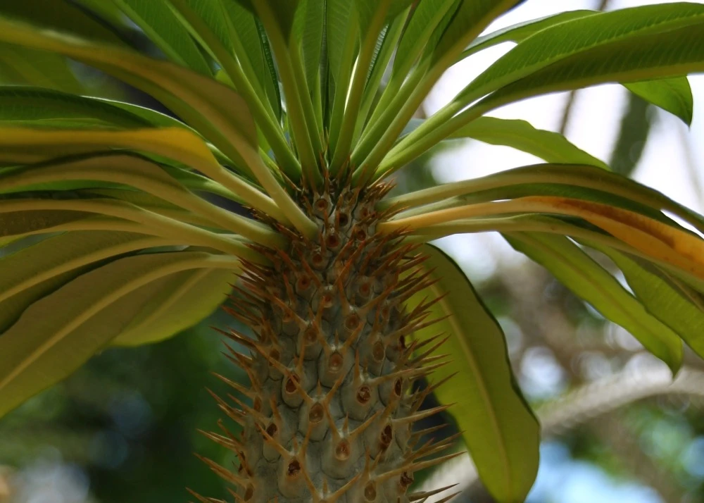 Kit De Culture - Palmier De Madagascar - 10 Graines - Pachypodium Lamerei 9 Kit De Culture - Palmier De Madagascar - 10 Graines - Pachypodium Lamerei â Image 7
