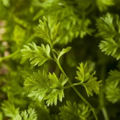 Kit De Culture - Bio - Cerfeuil Commun - 800 Graines - Anthriscus Cerefolium 15 Kit De Culture - Bio - Cerfeuil Commun - 800 Graines - Anthriscus Cerefolium -Seve Nature Soldes Boutique 640641c88ea3f5.72719979