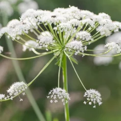 Kit De Culture - Bio - Cerfeuil Commun - 800 Graines - Anthriscus Cerefolium 14 Kit De Culture - Bio - Cerfeuil Commun - 800 Graines - Anthriscus Cerefolium -Seve Nature Soldes Boutique 640641c895df59.50590057
