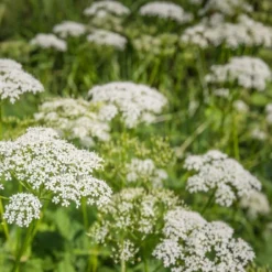 Kit De Culture - Bio - Cerfeuil Commun - 800 Graines - Anthriscus Cerefolium 12 Kit De Culture - Bio - Cerfeuil Commun - 800 Graines - Anthriscus Cerefolium -Seve Nature Soldes Boutique 640641c8a30cc8.62953997
