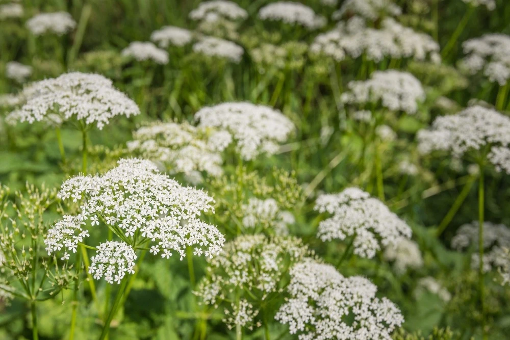 Kit De Culture - Bio - Cerfeuil Commun - 800 Graines - Anthriscus Cerefolium 6 Kit De Culture - Bio - Cerfeuil Commun - 800 Graines - Anthriscus Cerefolium – Image 4
