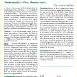 Kit De Culture - Géant Népalais - Fleur Chauve-souris - 10 Graines - Tacca Nevia White 8 Kit De Culture - Géant Népalais - Fleur Chauve-souris - 10 Graines - Tacca Nevia White -Seve Nature Soldes Boutique 640641cb3c2931.45314096