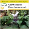 Kit De Culture - Géant Népalais - Fleur Chauve-souris - 10 Graines - Tacca Nevia White -Seve Nature Soldes Boutique 640641cb421da8.08619317