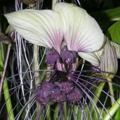 Kit De Culture - Géant Népalais - Fleur Chauve-souris - 10 Graines - Tacca Nevia White 9 Kit De Culture - Géant Népalais - Fleur Chauve-souris - 10 Graines - Tacca Nevia White -Seve Nature Soldes Boutique 640641cb486b83.02598556