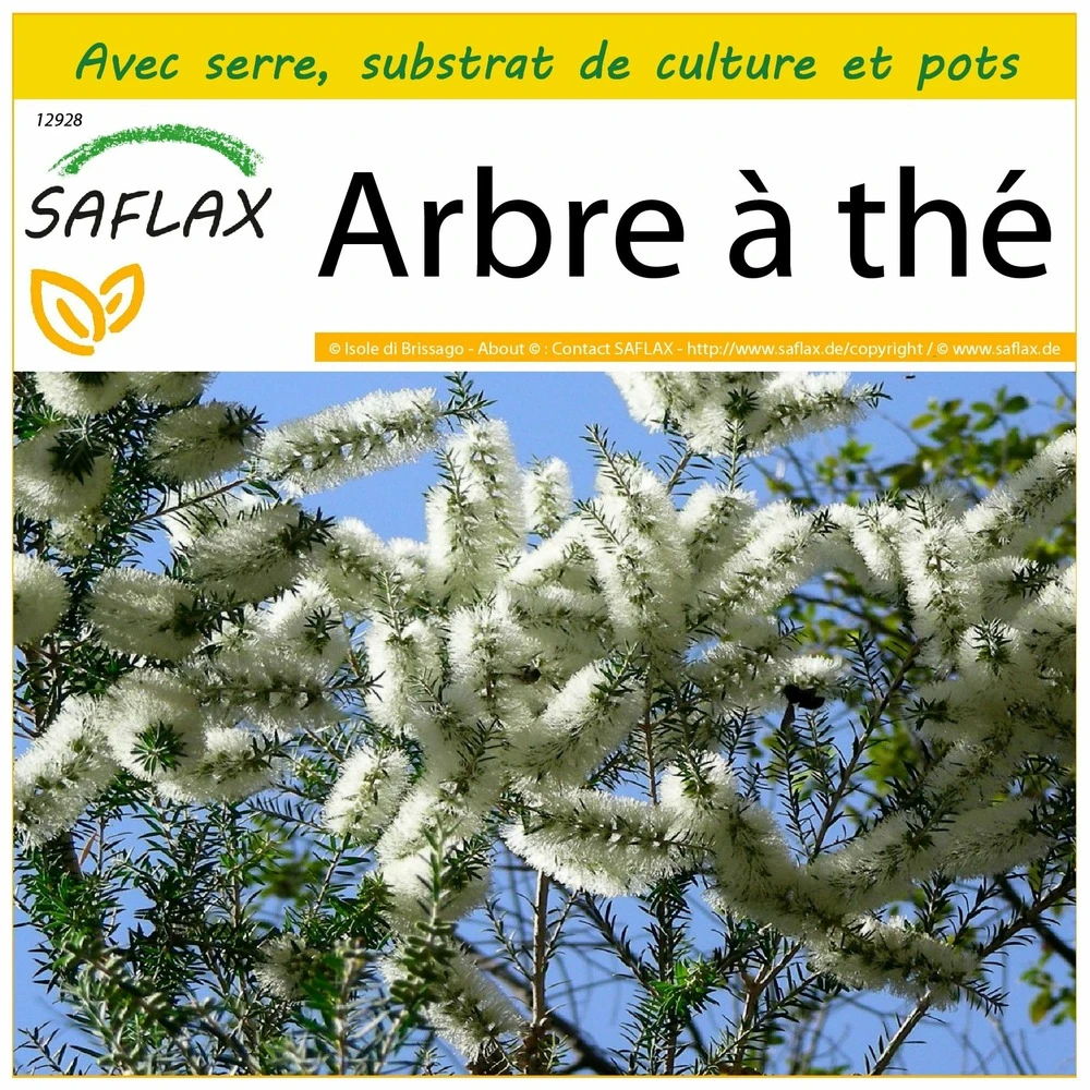 Kit De Culture - Arbre à Thé - 400 Graines - Melaleuca Alternifolia 3 Kit De Culture - Arbre à Thé - 400 Graines - Melaleuca Alternifolia