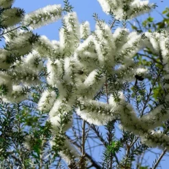 Kit De Culture - Arbre à Thé - 400 Graines - Melaleuca Alternifolia 9 Kit De Culture - Arbre à Thé - 400 Graines - Melaleuca Alternifolia -Seve Nature Soldes Boutique 640641cc710d42.85927452