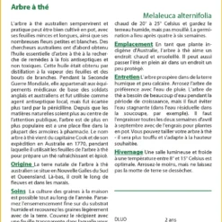Kit De Culture - Arbre à Thé - 400 Graines - Melaleuca Alternifolia 8 Kit De Culture - Arbre à Thé - 400 Graines - Melaleuca Alternifolia -Seve Nature Soldes Boutique 640641cc772c91.95778072
