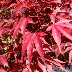 Kit De Culture - Erable Du Japon Pourpre - 20 Graines - Acer Palmatum Atropurpureum 14 Kit De Culture - Erable Du Japon Pourpre - 20 Graines - Acer Palmatum Atropurpureum -Seve Nature Soldes Boutique 640641d81e91c2.05775496