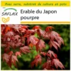 Kit De Culture - Erable Du Japon Pourpre - 20 Graines - Acer Palmatum Atropurpureum 2 Kit De Culture - Erable Du Japon Pourpre - 20 Graines - Acer Palmatum Atropurpureum -Seve Nature Soldes Boutique 640641d828db01.67437939