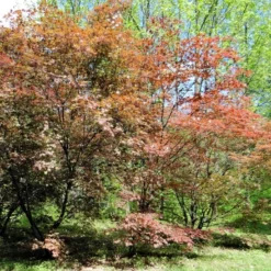 Kit De Culture - Erable Du Japon Pourpre - 20 Graines - Acer Palmatum Atropurpureum 15 Kit De Culture - Erable Du Japon Pourpre - 20 Graines - Acer Palmatum Atropurpureum -Seve Nature Soldes Boutique 640641d82dff97.81256788