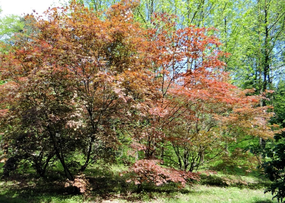 Kit De Culture - Erable Du Japon Pourpre - 20 Graines - Acer Palmatum Atropurpureum 9 Kit De Culture - Erable Du Japon Pourpre - 20 Graines - Acer Palmatum Atropurpureum â Image 7