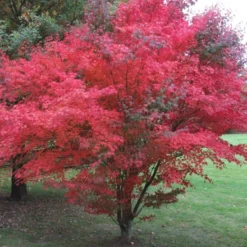 Kit De Culture - Erable Du Japon Pourpre - 20 Graines - Acer Palmatum Atropurpureum 12 Kit De Culture - Erable Du Japon Pourpre - 20 Graines - Acer Palmatum Atropurpureum -Seve Nature Soldes Boutique 640641d832b125.23226283