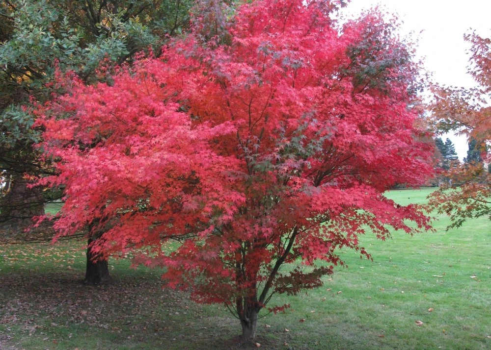 Kit De Culture - Erable Du Japon Pourpre - 20 Graines - Acer Palmatum Atropurpureum 6 Kit De Culture - Erable Du Japon Pourpre - 20 Graines - Acer Palmatum Atropurpureum â Image 4
