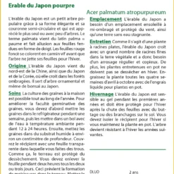 Kit De Culture - Erable Du Japon Pourpre - 20 Graines - Acer Palmatum Atropurpureum 11 Kit De Culture - Erable Du Japon Pourpre - 20 Graines - Acer Palmatum Atropurpureum -Seve Nature Soldes Boutique 640641d837b750.91534800