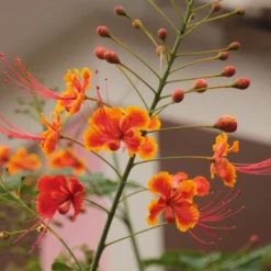 Kit De Culture - Orgueil De Chine - 10 Graines - Caesalpinia Pulcherrima 11 Kit De Culture - Orgueil De Chine - 10 Graines - Caesalpinia Pulcherrima -Seve Nature Soldes Boutique 640641f11c7cb2.38741859