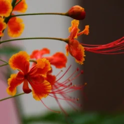 Kit De Culture - Orgueil De Chine - 10 Graines - Caesalpinia Pulcherrima 13 Kit De Culture - Orgueil De Chine - 10 Graines - Caesalpinia Pulcherrima -Seve Nature Soldes Boutique 640641f1222758.42542490