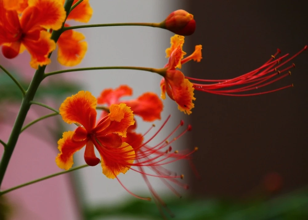 Kit De Culture - Orgueil De Chine - 10 Graines - Caesalpinia Pulcherrima 7 Kit De Culture - Orgueil De Chine - 10 Graines - Caesalpinia Pulcherrima – Image 6