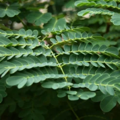 Kit De Culture - Orgueil De Chine - 10 Graines - Caesalpinia Pulcherrima 12 Kit De Culture - Orgueil De Chine - 10 Graines - Caesalpinia Pulcherrima -Seve Nature Soldes Boutique 640641f12730a7.73038490