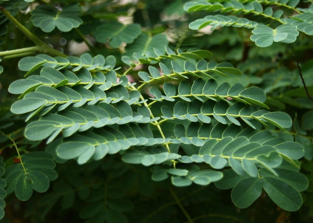 Kit De Culture - Orgueil De Chine - 10 Graines - Caesalpinia Pulcherrima 6 Kit De Culture - Orgueil De Chine - 10 Graines - Caesalpinia Pulcherrima – Image 5