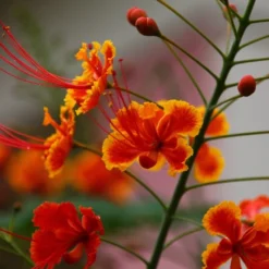 Kit De Culture - Orgueil De Chine - 10 Graines - Caesalpinia Pulcherrima 14 Kit De Culture - Orgueil De Chine - 10 Graines - Caesalpinia Pulcherrima -Seve Nature Soldes Boutique 640641f12c1a86.88478143