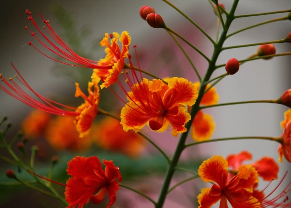 Kit De Culture - Orgueil De Chine - 10 Graines - Caesalpinia Pulcherrima 8 Kit De Culture - Orgueil De Chine - 10 Graines - Caesalpinia Pulcherrima – Image 7