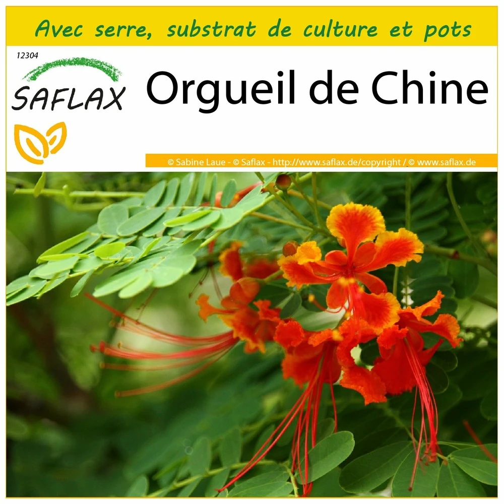 Kit De Culture - Orgueil De Chine - 10 Graines - Caesalpinia Pulcherrima 2 Kit De Culture - Orgueil De Chine - 10 Graines - Caesalpinia Pulcherrima
