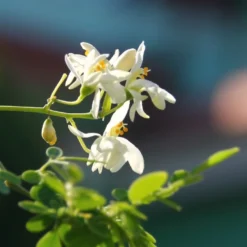 Kit De Culture - Moringa - 10 Graines - Moringa Oleifera 15 Kit De Culture - Moringa - 10 Graines - Moringa Oleifera -Seve Nature Soldes Boutique 640641f4547a73.61153088