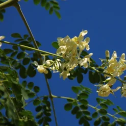 Kit De Culture - Moringa - 10 Graines - Moringa Oleifera 12 Kit De Culture - Moringa - 10 Graines - Moringa Oleifera -Seve Nature Soldes Boutique 640641f45e0099.40617785