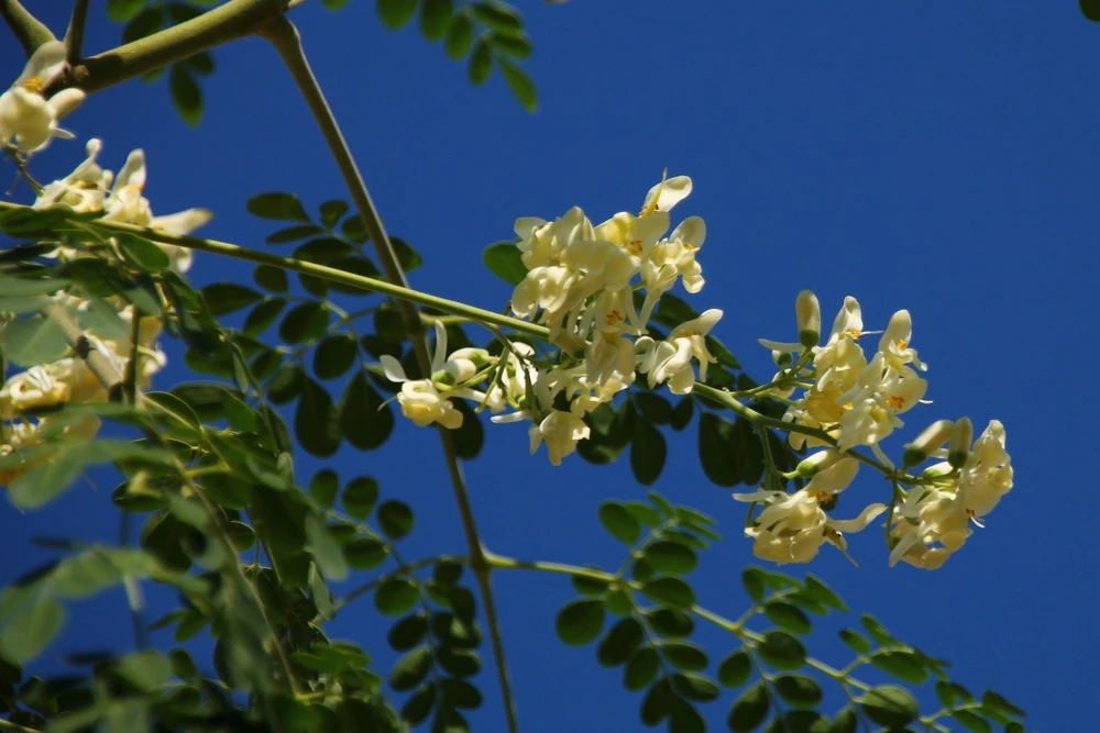 Kit De Culture - Moringa - 10 Graines - Moringa Oleifera 6 Kit De Culture - Moringa - 10 Graines - Moringa Oleifera – Image 4