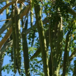 Kit De Culture - Moringa - 10 Graines - Moringa Oleifera 13 Kit De Culture - Moringa - 10 Graines - Moringa Oleifera -Seve Nature Soldes Boutique 640641f462d1b0.92586215