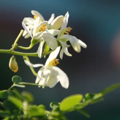 Kit De Culture - Moringa - 10 Graines - Moringa Oleifera 14 Kit De Culture - Moringa - 10 Graines - Moringa Oleifera -Seve Nature Soldes Boutique 640641f4686cb0.45653273