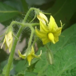 Kit De Culture - Tomate San Marzano - 10 Graines - Lycopersicon Esculentum 10 Kit De Culture - Tomate San Marzano - 10 Graines - Lycopersicon Esculentum -Seve Nature Soldes Boutique 640641fa29a824.71109885