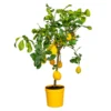 Citrus Limon - Citronnier - Arbre Fruitier - Persistant - ⌀21 Cm - ↕70-80 Cm 1 Citrus Limon - Citronnier - Arbre Fruitier - Persistant - ⌀21 Cm - ↕70-80 Cm -Seve Nature Soldes Boutique 640b1fd8ed1f29.28505670