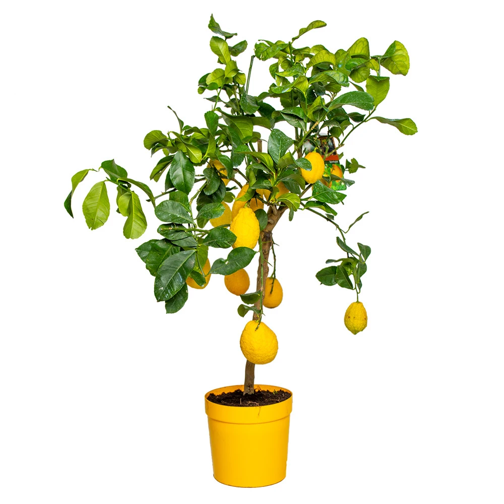 Citrus Limon - Citronnier - Arbre Fruitier - Persistant - ⌀21 Cm - ↕70-80 Cm 3 Citrus Limon - Citronnier - Arbre Fruitier - Persistant - ⌀21 Cm - ↕70-80 Cm