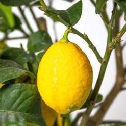 Citrus Limon - Citronnier - Arbre Fruitier - Persistant - ⌀21 Cm - ↕70-80 Cm 10 Citrus Limon - Citronnier - Arbre Fruitier - Persistant - ⌀21 Cm - ↕70-80 Cm -Seve Nature Soldes Boutique 640b1fd8f19335.79451771