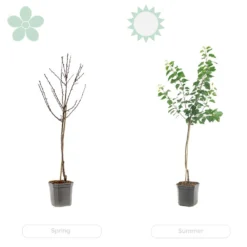 Citrus Limon - Citronnier - Arbre Fruitier - Persistant - ⌀21 Cm - ↕70-80 Cm 11 Citrus Limon - Citronnier - Arbre Fruitier - Persistant - ⌀21 Cm - ↕70-80 Cm -Seve Nature Soldes Boutique 640b1fd9040a66.56602172