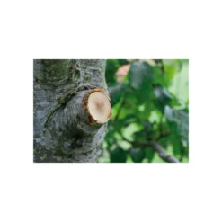 Coupe-branches à Enclume Smartcut Comfort Gardena 8 Coupe-branches à Enclume Smartcut Comfort Gardena -Seve Nature Soldes Boutique 641da670d3f468.10738563