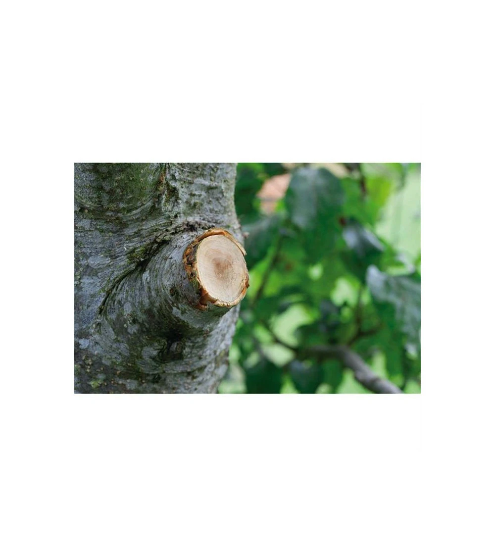 Coupe-branches à Enclume Smartcut Comfort Gardena 5 Coupe-branches à Enclume Smartcut Comfort Gardena – Image 3