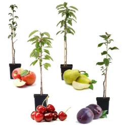 Assorti De 4 Arbres Fruitiers - Pot ⌀9cm - H.60-70cm (hauteur Pot Incluse)