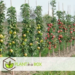 Assorti De 4 Arbres Fruitiers - Pot ⌀9cm - H.60-70cm (hauteur Pot Incluse) 8 Assorti De 4 Arbres Fruitiers - Pot ⌀9cm - H.60-70cm (hauteur Pot Incluse) -Seve Nature Soldes Boutique 6421dd66e21009.57555330