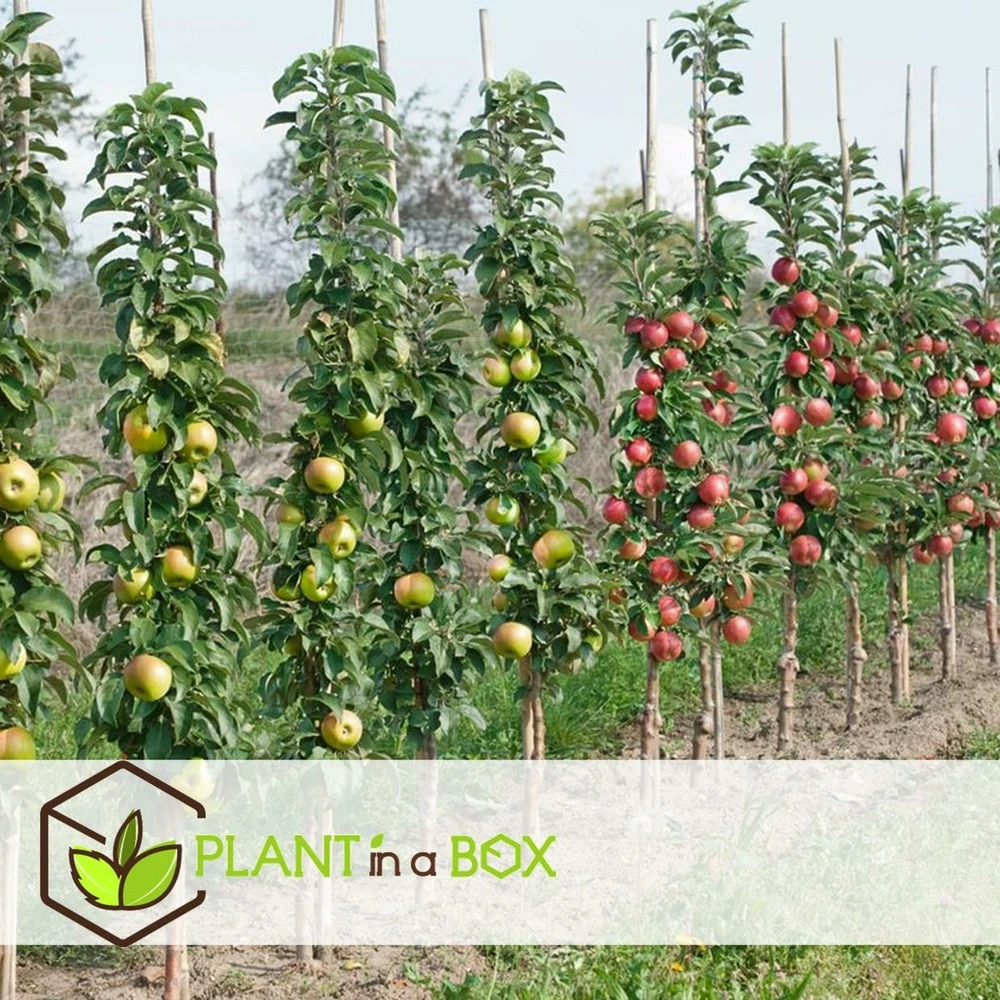 Assorti De 4 Arbres Fruitiers - Pot ⌀9cm - H.60-70cm (hauteur Pot Incluse) 5 Assorti De 4 Arbres Fruitiers - Pot ⌀9cm - H.60-70cm (hauteur Pot Incluse) – Image 3