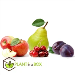 Assorti De 4 Arbres Fruitiers - Pot ⌀9cm - H.60-70cm (hauteur Pot Incluse) 9 Assorti De 4 Arbres Fruitiers - Pot ⌀9cm - H.60-70cm (hauteur Pot Incluse) -Seve Nature Soldes Boutique 6421dd66e64e00.60002197