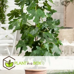 Set De 2 Ficus Carica - Pot ⌀9cm - H.25-40cm (hauteur Pot Incluse) 11 Set De 2 Ficus Carica - Pot ⌀9cm - H.25-40cm (hauteur Pot Incluse) -Seve Nature Soldes Boutique 64233258aed6c2.75062578